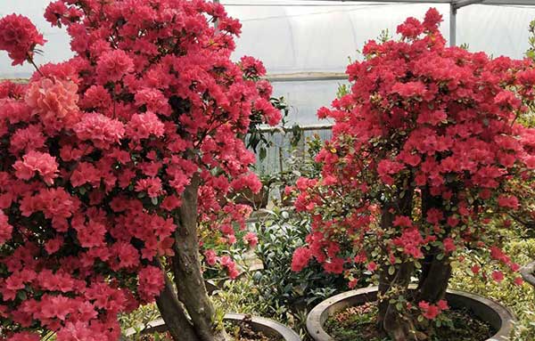 青島庭院設(shè)計(jì)施工|青島別墅景觀(guān)|黃島綠植租擺|青島中林景觀(guān)綠化工程有限公司。
